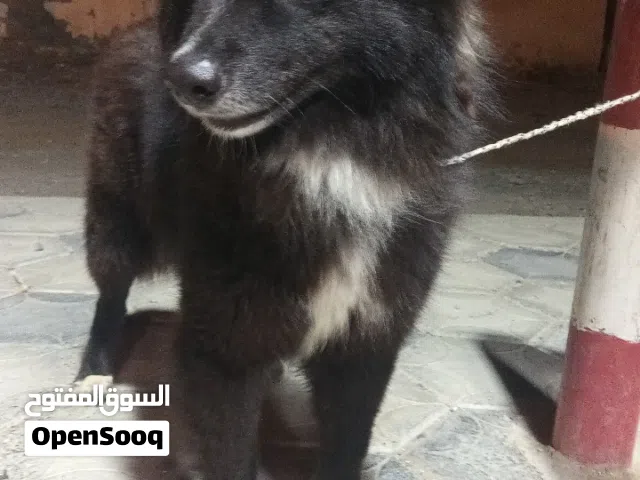 كلبه للبيع