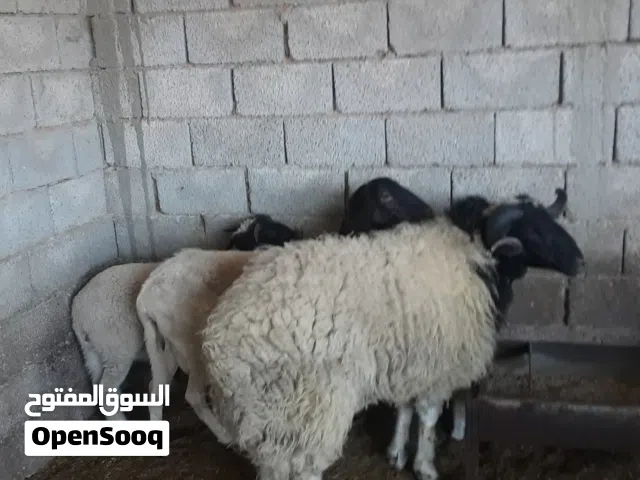 كبش فحل برقاوي سنه رباع