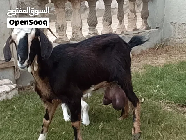 عنز حليب تبارك الله والده عناق ربي يبارك  السن جامعة