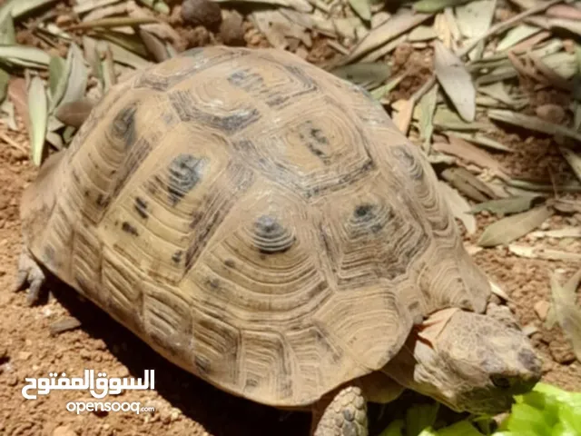 سلاحف نينجا بلدية ممتازات وبياضات للبيع بسعر لقطة.