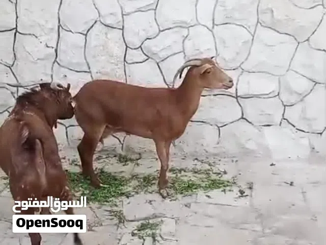 ماعز صلالي نحب اول