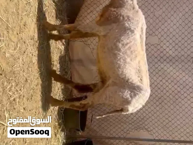 للبيع جاعده هنديه بيور