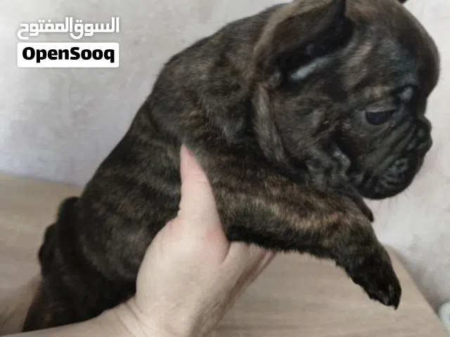 pretty French bulldog
