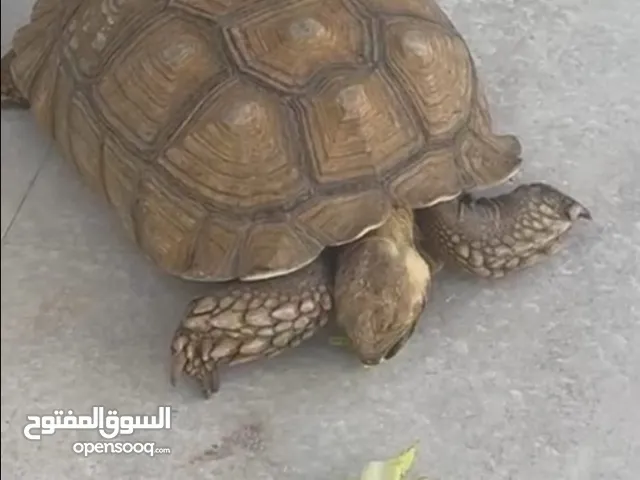 سلحفتين سُكرتة (African Spurred Tortoise)