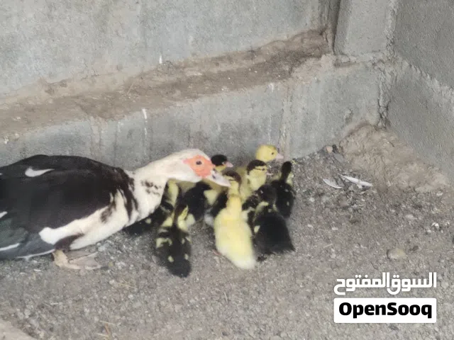 للبيع بط مسكوفي