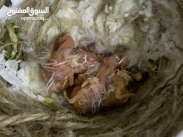 طيور أجواز وفراخ كناري للبيع