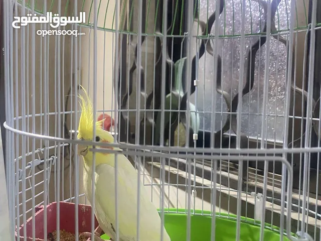 كوكتيل ذكر اليف