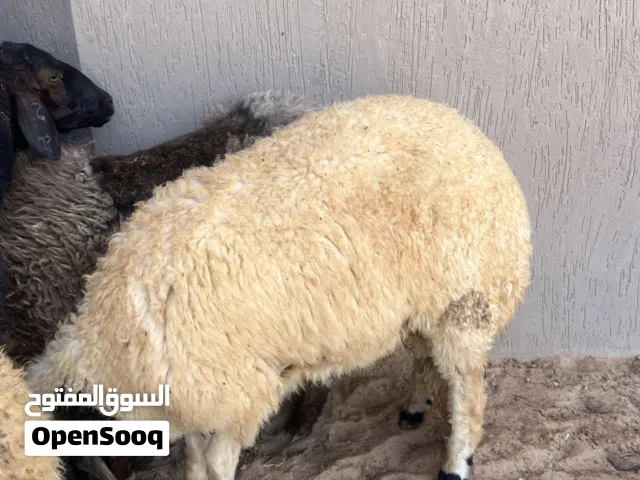 متوفر ثلاث حواله و حوليه