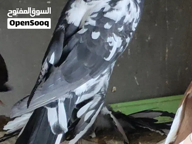 4انتيات نفاخ 4مدحيات امورهم تمام