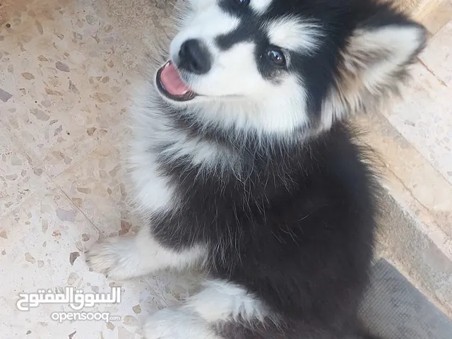 للبيع كلبه هاسكي انثى بيور عضم عريض عمر شهرين لعوبه