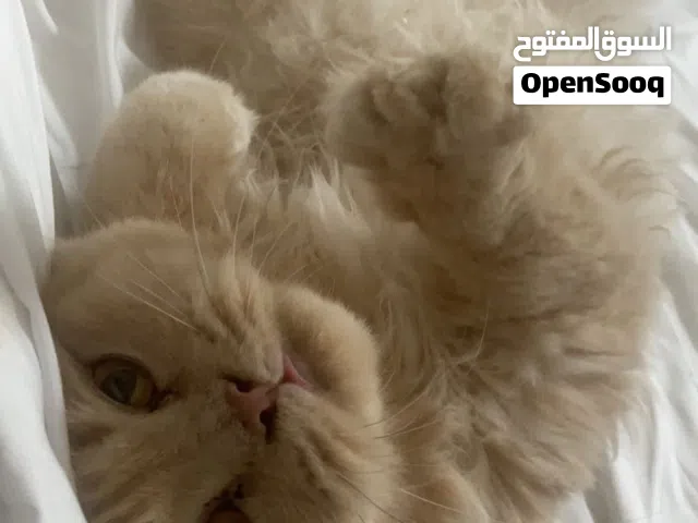 قطة شيرازيه 100% انثى