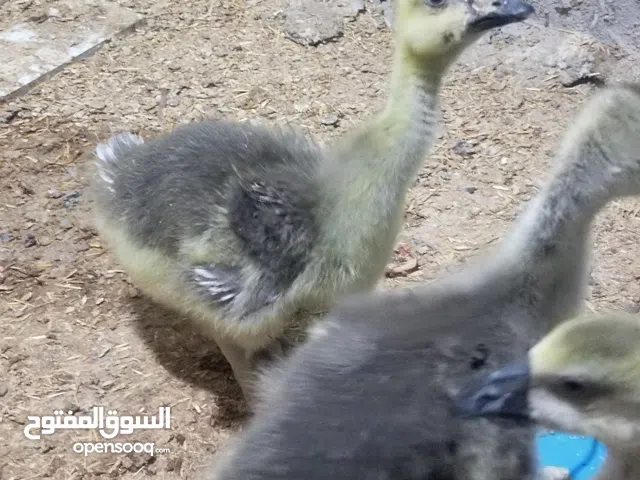 بط كوبره عمر 35 يوم بصحه جيده أقره الوصف