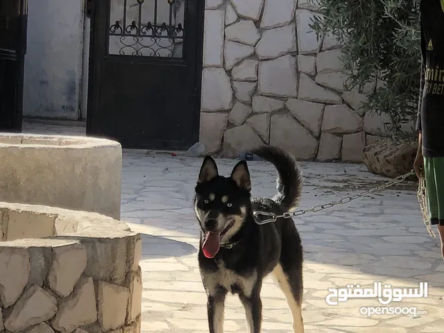 الكلاب الهاسكي مدرب