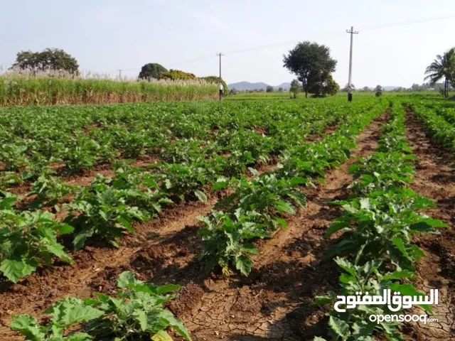 Farm Land for Sale in Qalubia Shebin al-Qanater