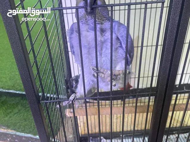 كاسكو ذكر للبيع
