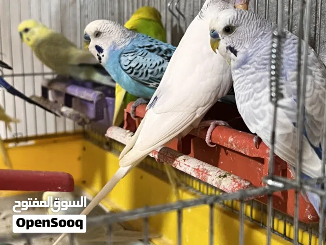 ذكوره. بقلينو اقره وصف