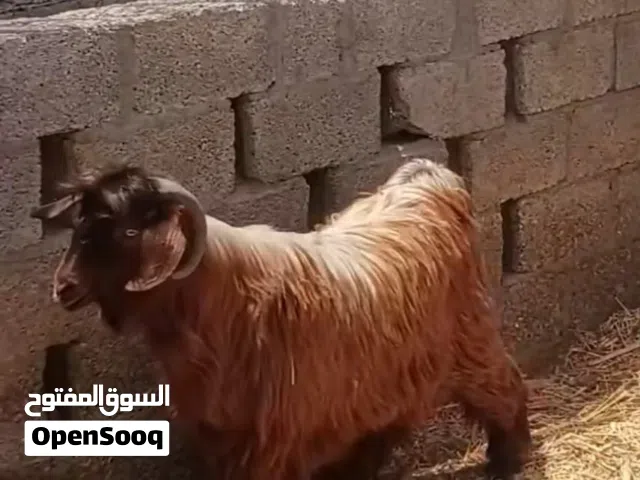 تيسس فحل للبيع