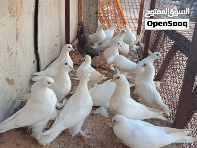 سلام عليكم متوفر هزاز الله يبارك انتاج فردي