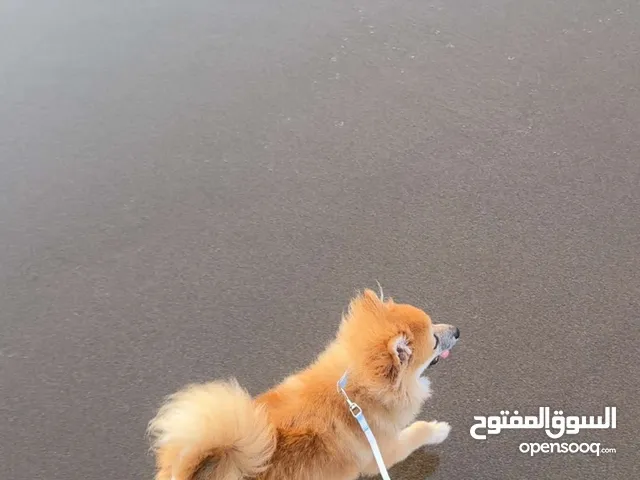 كلب بومرينيان