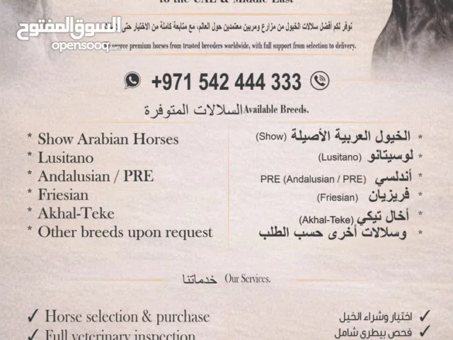 استيراد وتوريد خيول عالمية إلى الإمارات والشرق الأوسط