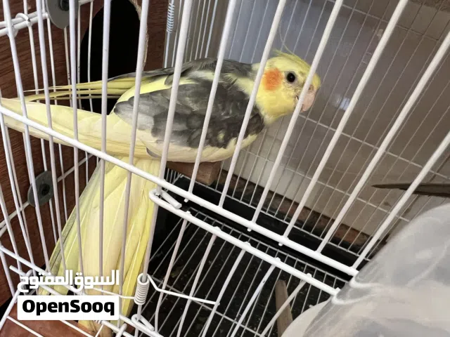 جوز كوكتيل للبيع مصوقر