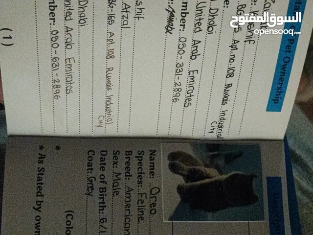 قطتين cats