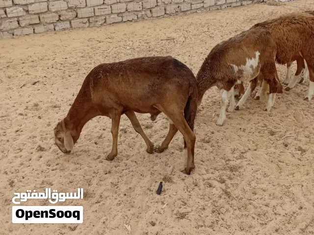 خرفان تهري