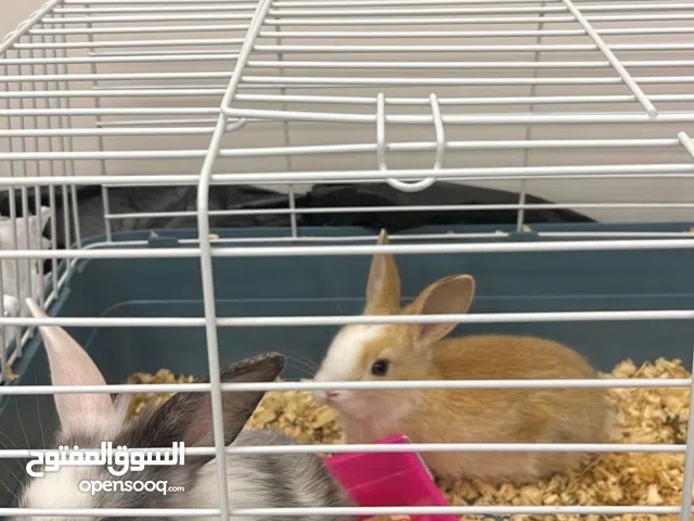 ارنب عدد 2 ذكور حالتهم ممتازه مطلوب 350 مع القفص الموقع ابوظبي رقم التواصل