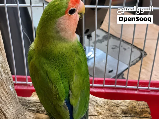 زوج غندوره للبيع اليفات