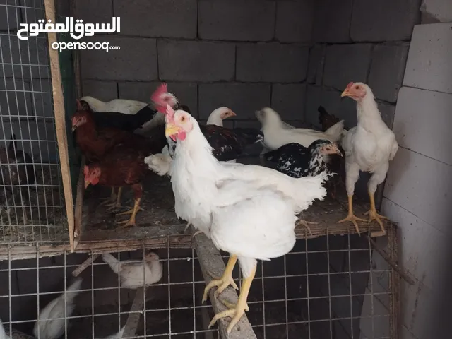 دجاج عرب للبيع اقره الوصف مهم