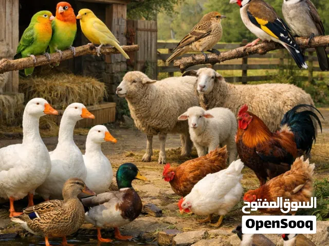 مطلوب جميع انواع الطيور والحيوانات الأليفة