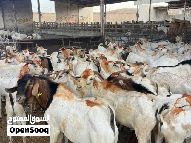تيوس وخرفان صوماليه الاحجام الكبيييييرة