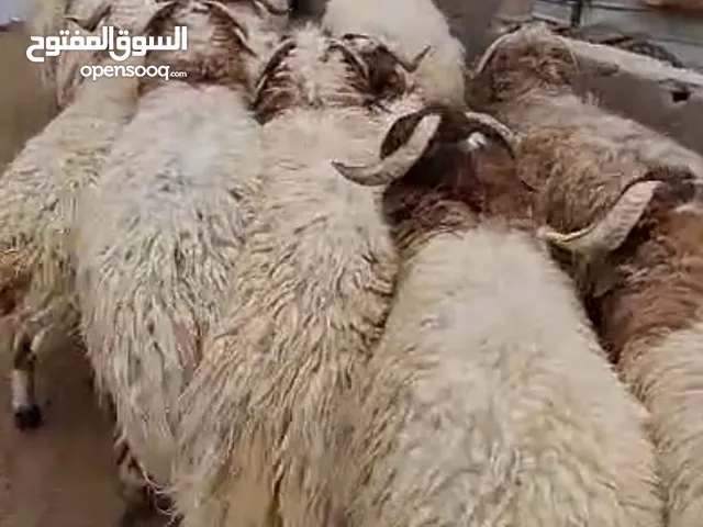 يوجد لدينا جميع انواع الاضاحي نعيم بلدي حري سواكن تيوس حلال بري ضيف