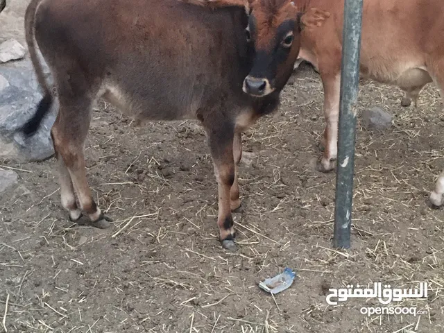 عجلين عمانيت