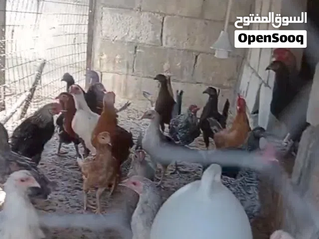 فرخات بلدي العمر 3 شهور صحة ونظافة ماخذات جميع المطاعيم ورافع المناعة