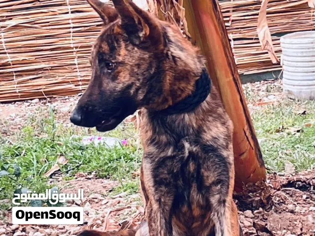 لسرعة البيع كلب مالينو تايجر