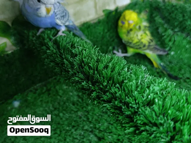 متاح زوج هاجرمو جاهزات من انتاجي