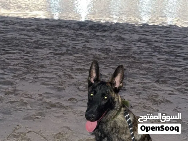جلب مالينو
