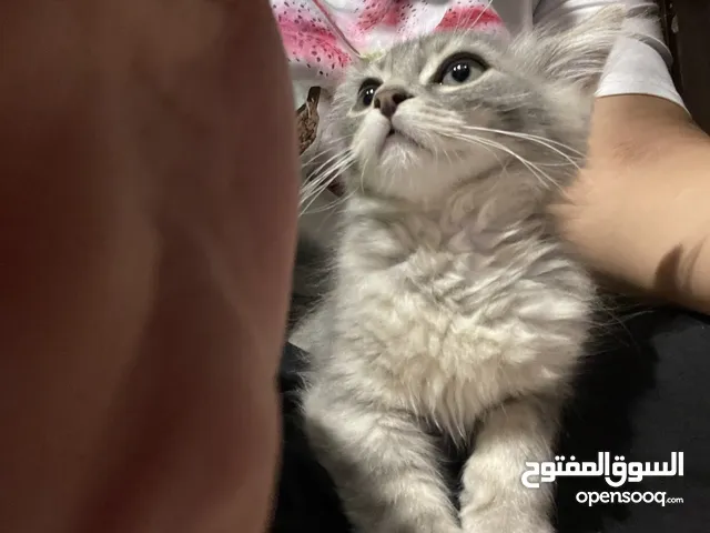 بسه ميكس انجولو وشينشيلا للبيع بسبب السفر