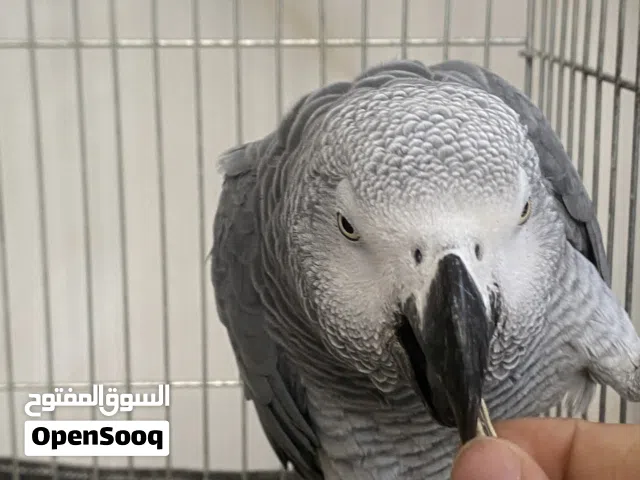 ببغاء كاسكو جامبو نثيه متكلم واليف يحجي 20 كلمه وذكي كلش ويتعلم بسرعه وريشه كامل اقروا الوصف مهمم