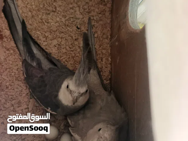 ثلاث اجواز ككتيل الله يبارك لصاحب النصيب اجواز كلو تحتو بيض مخصب اقفلص كاسكو كواخ تفصيل حق الجوز 60