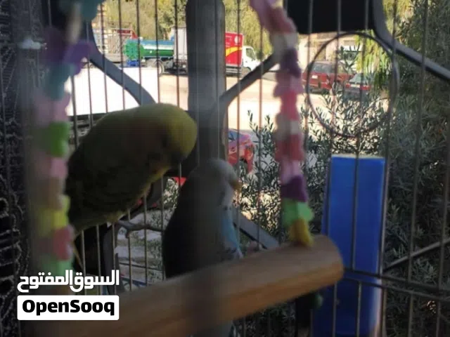 جوز طير حب للبيع او للبدل شو عندك لو فرقيه تصلح انتاج السعر قابل للتفاوض