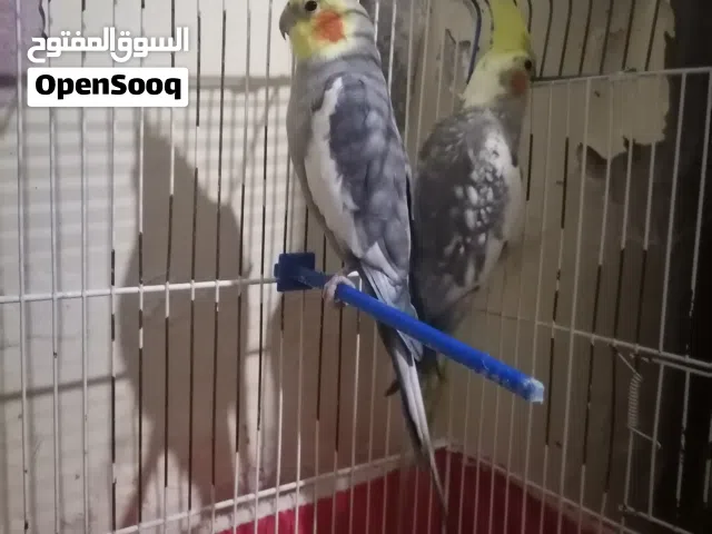كوكتيل للبيع
