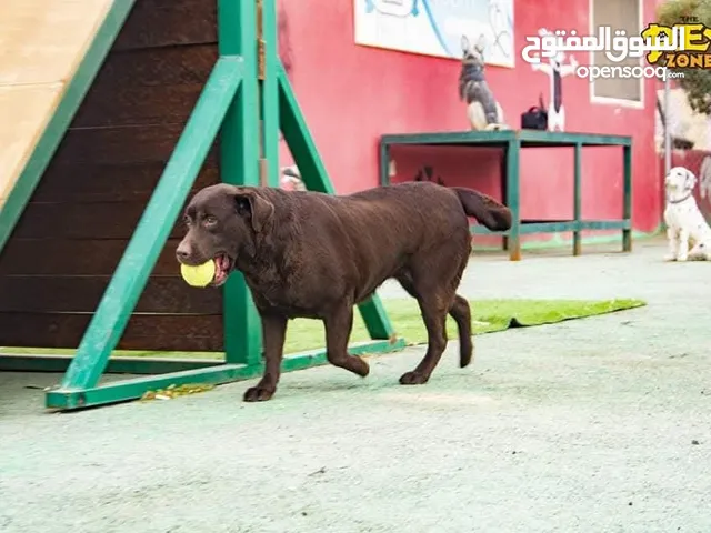 درّب كلبك الآن ...اكبر مركز لتدريب الكلاب
