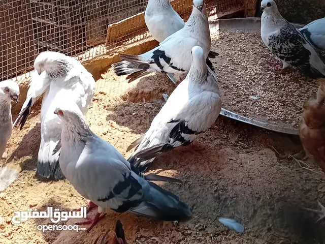 حمام اادمشقي