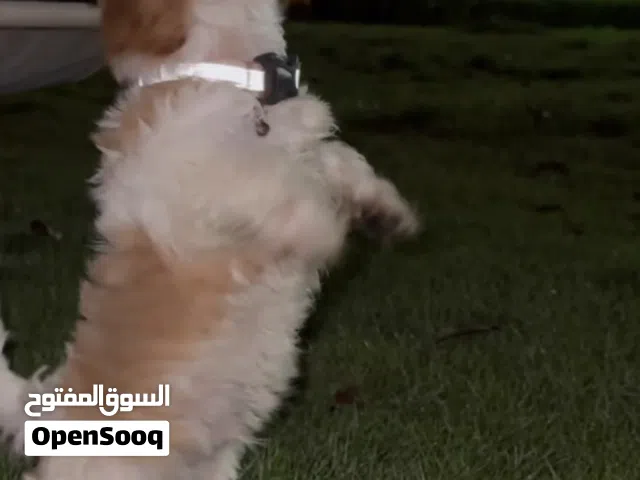 كلب شيتزو للبيع العمر الان شهرين 10 ايام