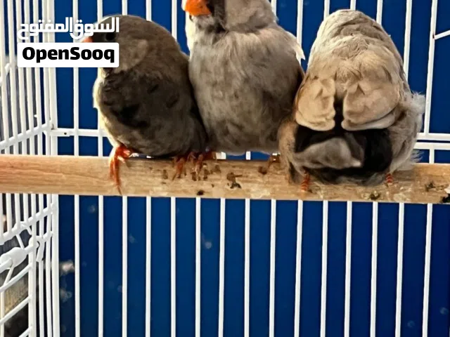 زيبرا شاركول