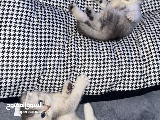 سكوتتش فولد