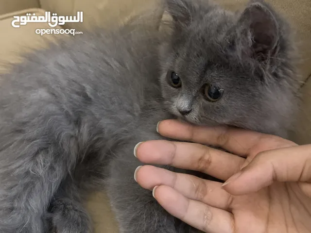 2 قطط شيرازي