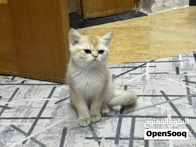 سكوتش عدد ثنين